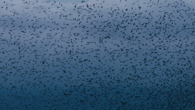 夜间大面积的鸟一群密集鸟儿