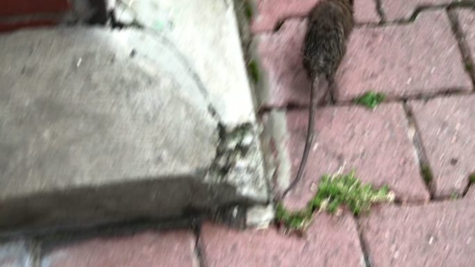 城市里的老鼠过街老鼠下水道老鼠城市老鼠