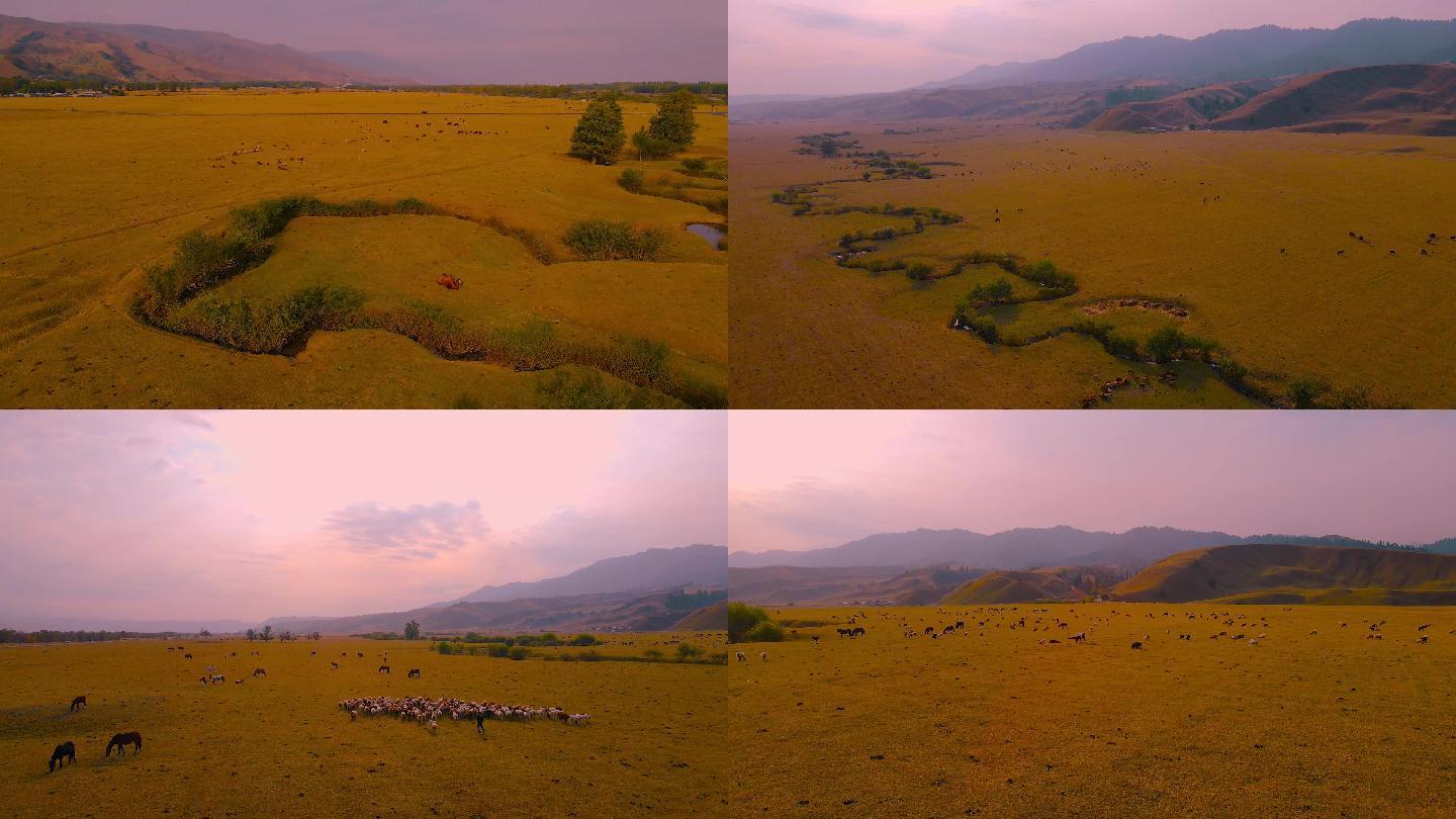 新疆草原牛羊马成群