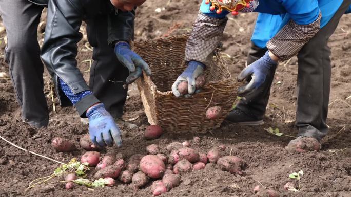 挖土豆 捡土豆
