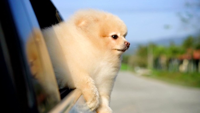 狗从车窗向外看狗狗车窗外旅行