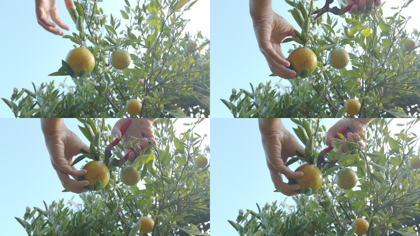 园丁用剪刀在橘子园用手工采摘橘子