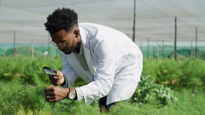 植物科学家在温室里分析植物