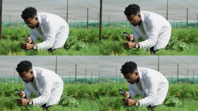 植物科学家在温室里分析植物