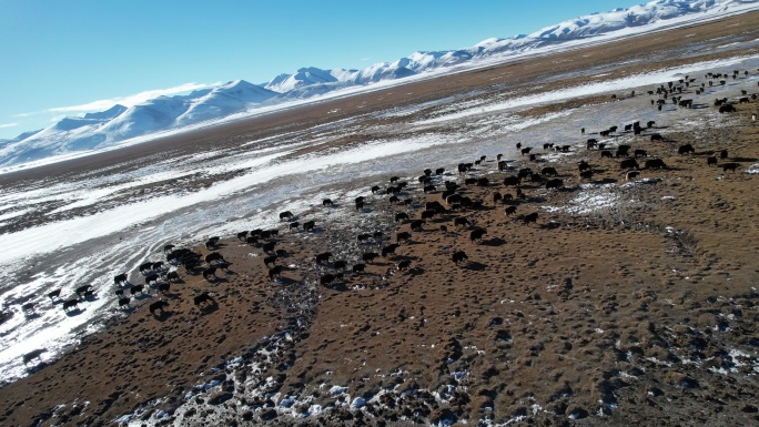 航拍冬季草原上成群的牦牛