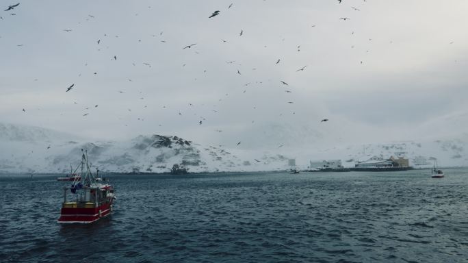 在北冰洋捕捞鳕鱼北极成群海鸥渔民出海