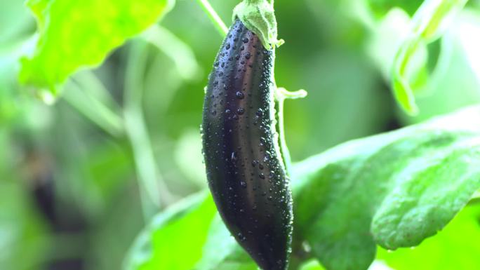 农业温室大棚现代智慧有机蔬菜科学种植茄子