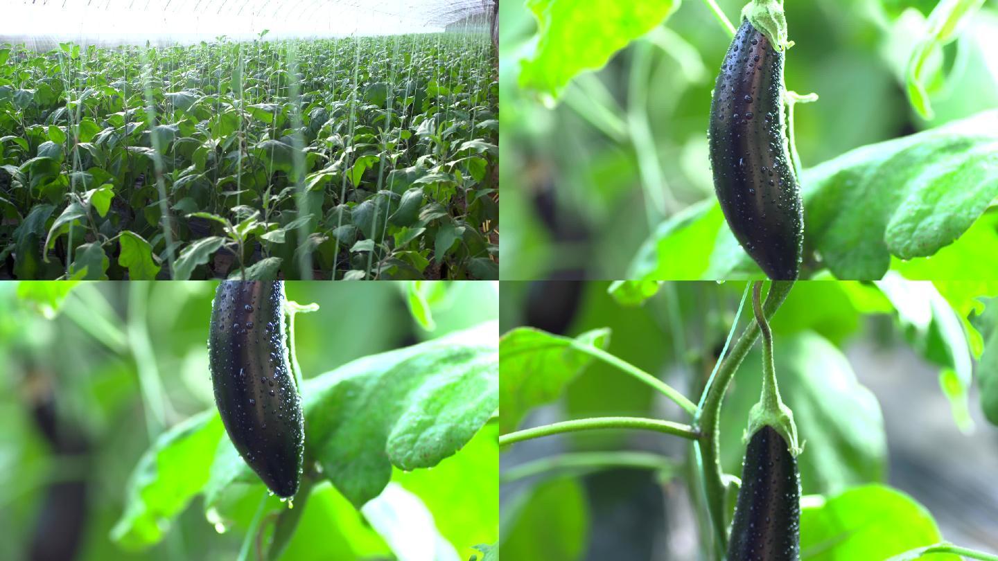 农业温室大棚现代智慧有机蔬菜科学种植茄子
