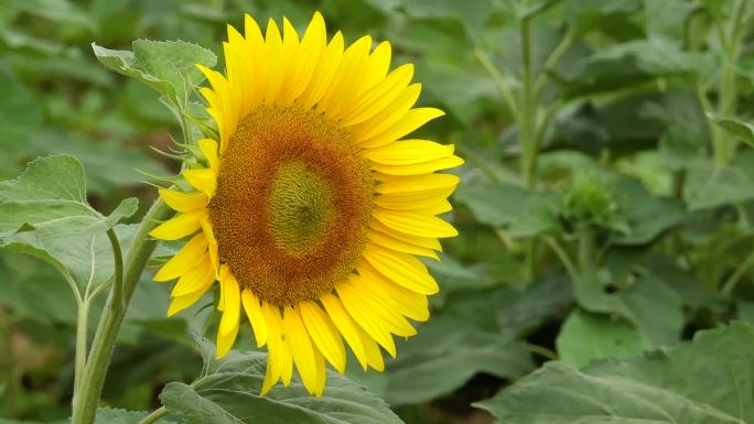 向日葵花、鲜花盛开、花朵特写 04