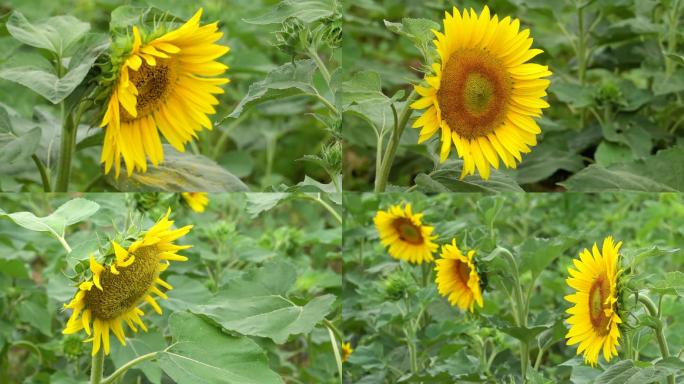 向日葵花、鲜花盛开、花朵特写 04