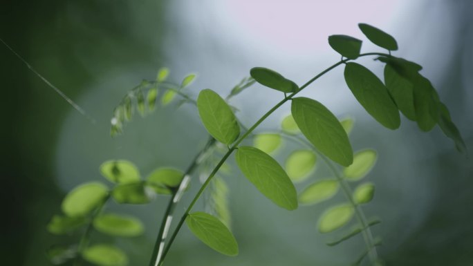 农业温室大棚现代智慧有机蔬菜科学种植灌溉