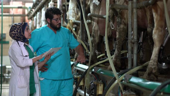 兽医在牛群挤奶时检查牛群