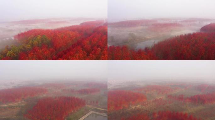 航拍红枫林 浓雾中的枫树林 红枫林平流雾