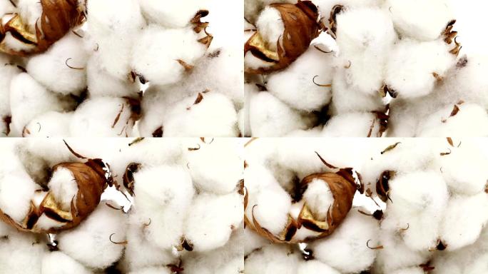 棉花植物，新疆棉花种植农业丰收产量