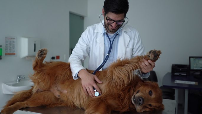 兽医在动物医院给一只狗做体检