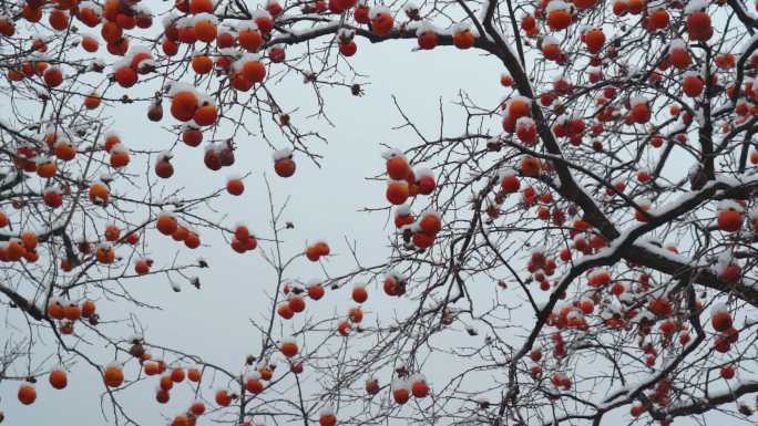 雪落柿子