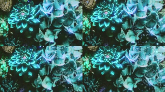 4K 花瓣 蓝色 花朵 粒子 光效