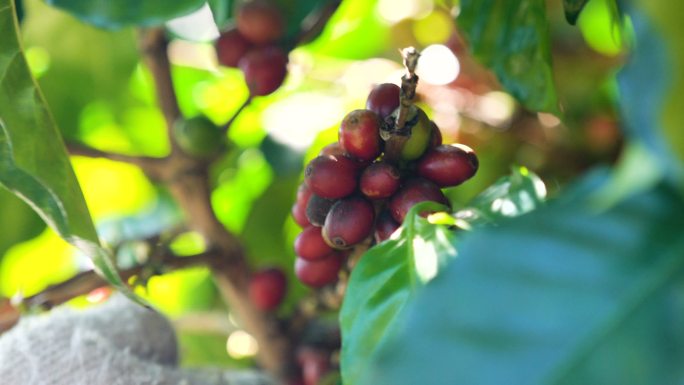 摘咖啡豆产业经济作物星巴克咖农