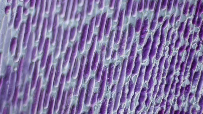 洋葱表皮细胞质壁分离现象200倍DIC