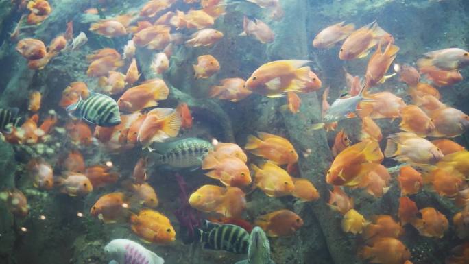 海洋鱼类 水族 鱼缸 水里 热带鱼 水下