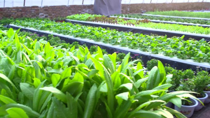 农业温室大棚现代智慧有机蔬菜科学种植灌溉