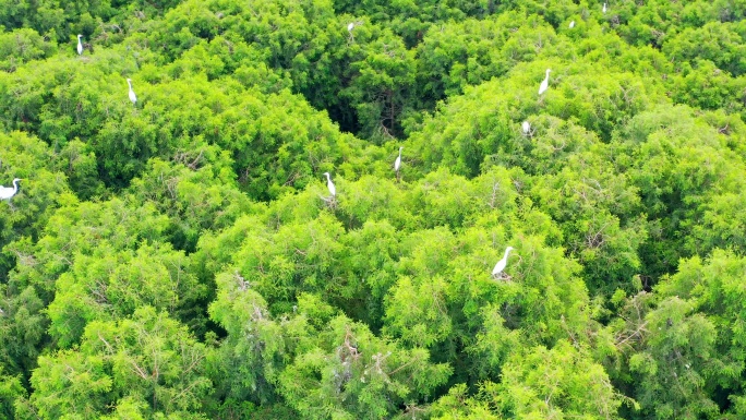 栖居在水杉湿地里的白鹭群