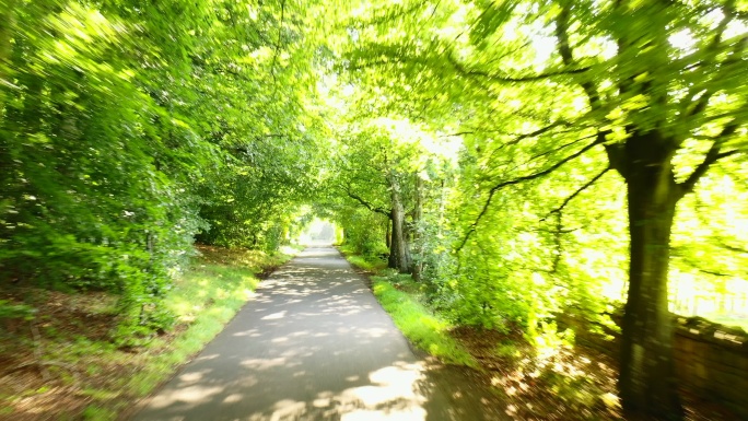 森林绿单行道唯美阳光森林树叶逆光竹林柳树