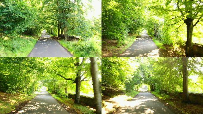 森林绿单行道唯美阳光森林树叶逆光竹林柳树
