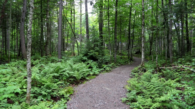 夏季在森林里散步或徒步旅行