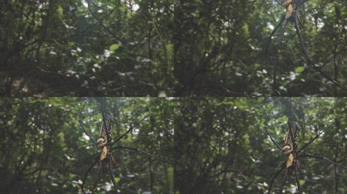 超级蜘蛛斑络新妇：南方常见有毒大蜘蛛15