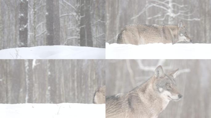 狼与雪实拍视频特写镜头雪地野狼