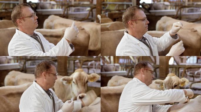 男兽医在谷仓给一头牛接种疫苗