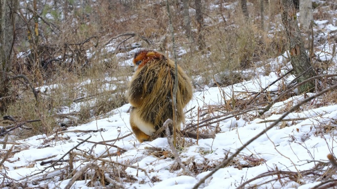4K生态素材：川金丝猴兀自雪中树林里嬉戏