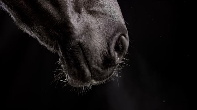 一匹黑马的嘴呼吸着冷空气