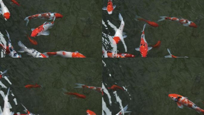 水里游动的红色锦鲤 4K