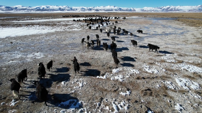 四川理塘，航拍高原草场上成群的牦牛