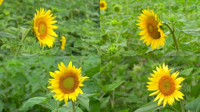 向日葵花、鲜花盛开、花朵特写 01