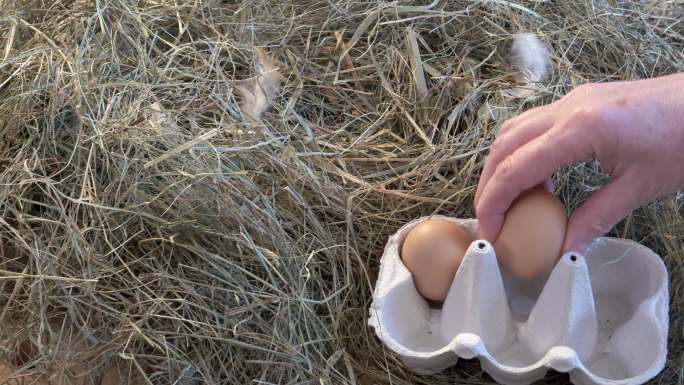 从巢中收集鸡蛋的女人