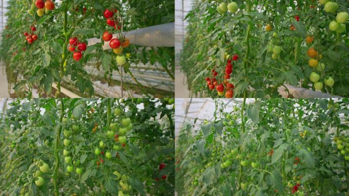 温室里的番茄大棚种植基地智慧科技