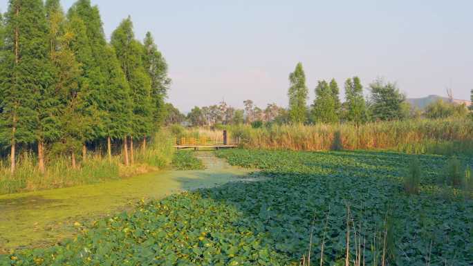 夏天的晋宁南滇池国家湿地公园