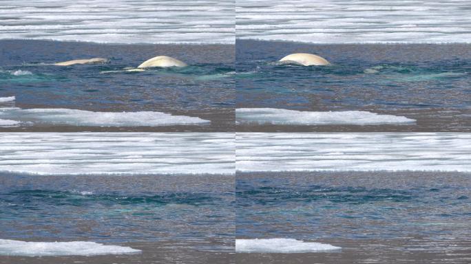 一群白鲸在斯瓦尔巴特岛的北极狩猎