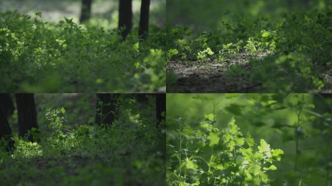 农业温室大棚现代智慧有机蔬菜科学种植灌溉