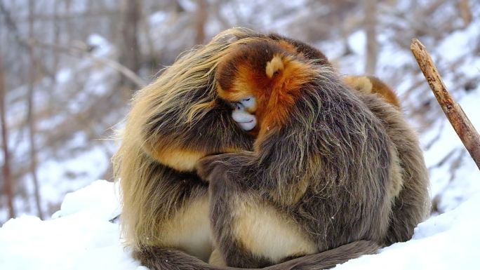 4K生态素材：川金丝猴一家雪中树林里互暖