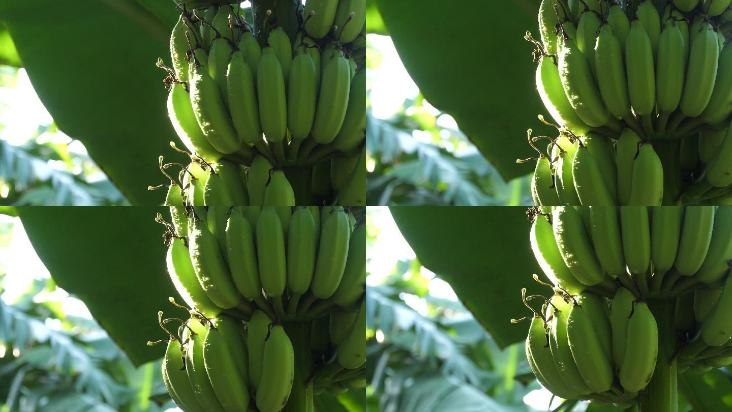 banana