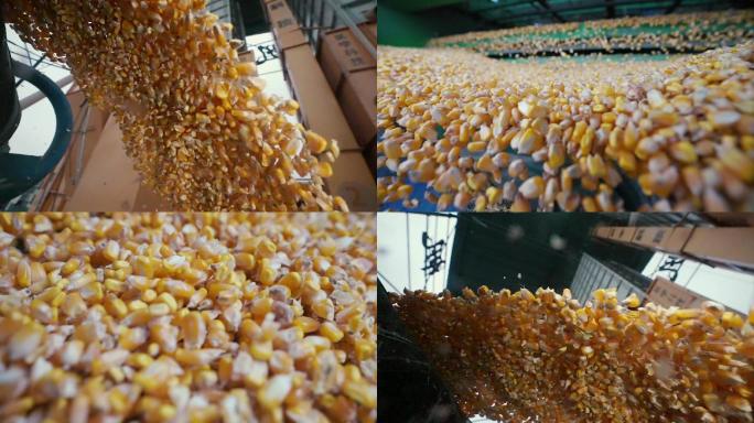玉米丰收 升格慢镜头 大小场景