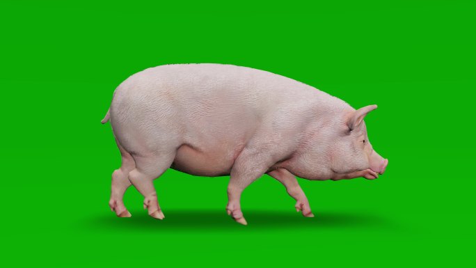 绿色屏幕上的猪行走动画