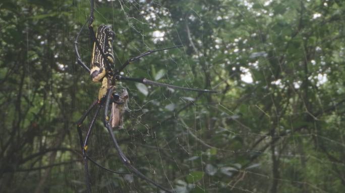 超级蜘蛛斑络新妇：南方常见有毒大蜘蛛17