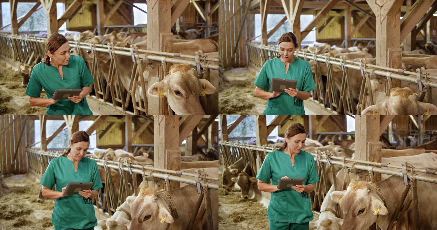 兽医在牛棚里观察一头牛