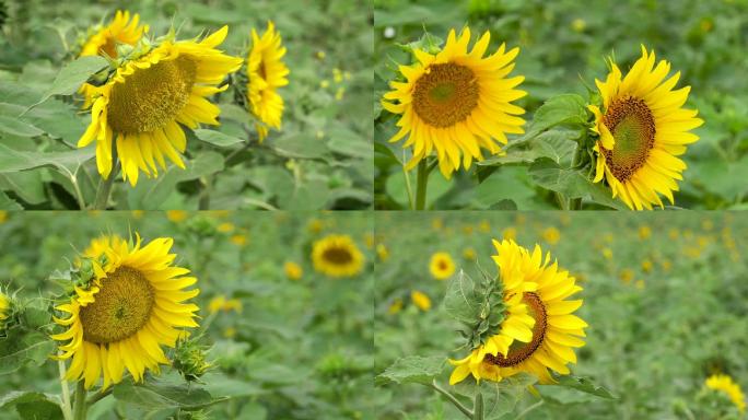 向日葵花、鲜花盛开、花朵特写 05