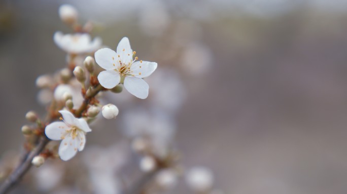 春风中樱花盛开的特写镜头。